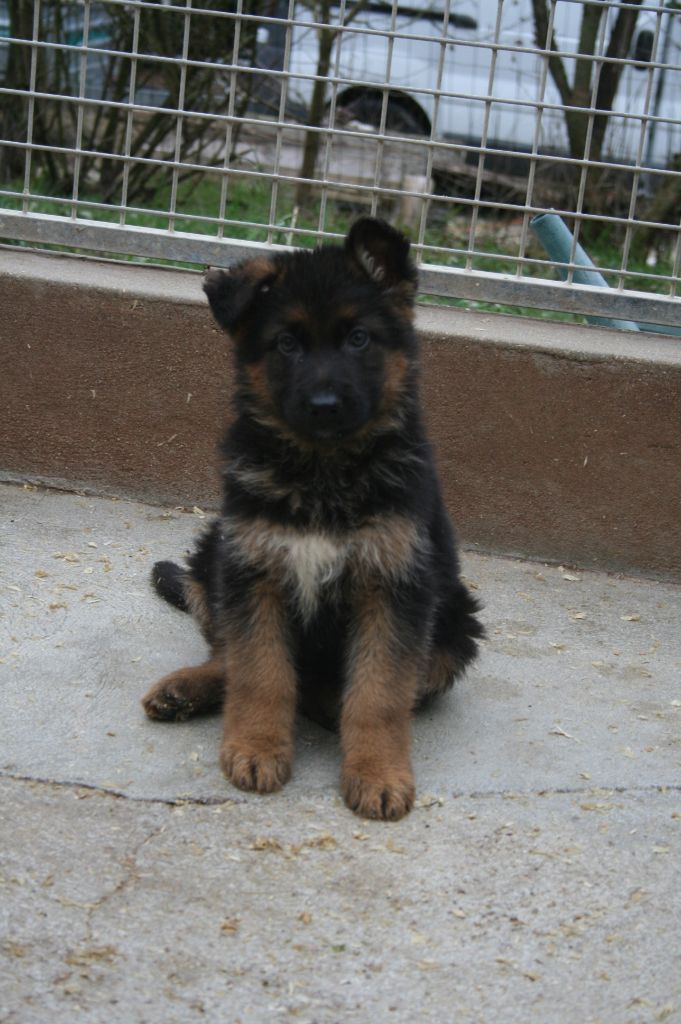 de la chante Oiseaux - VENDS CHIOTS BA MALE FEMELLE