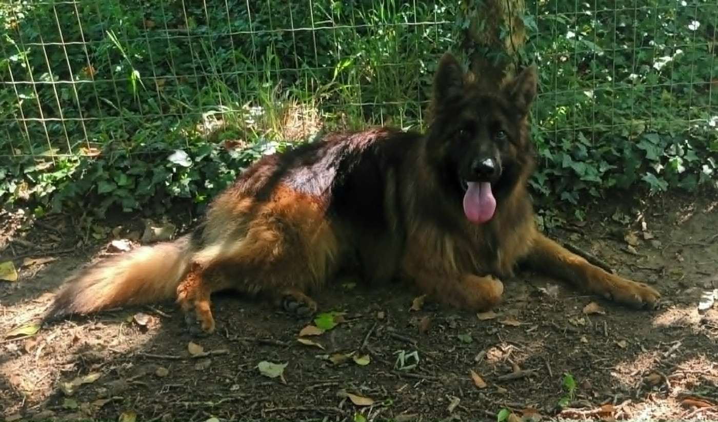 VENDS MALE B ALLEMAND POILS LONGS