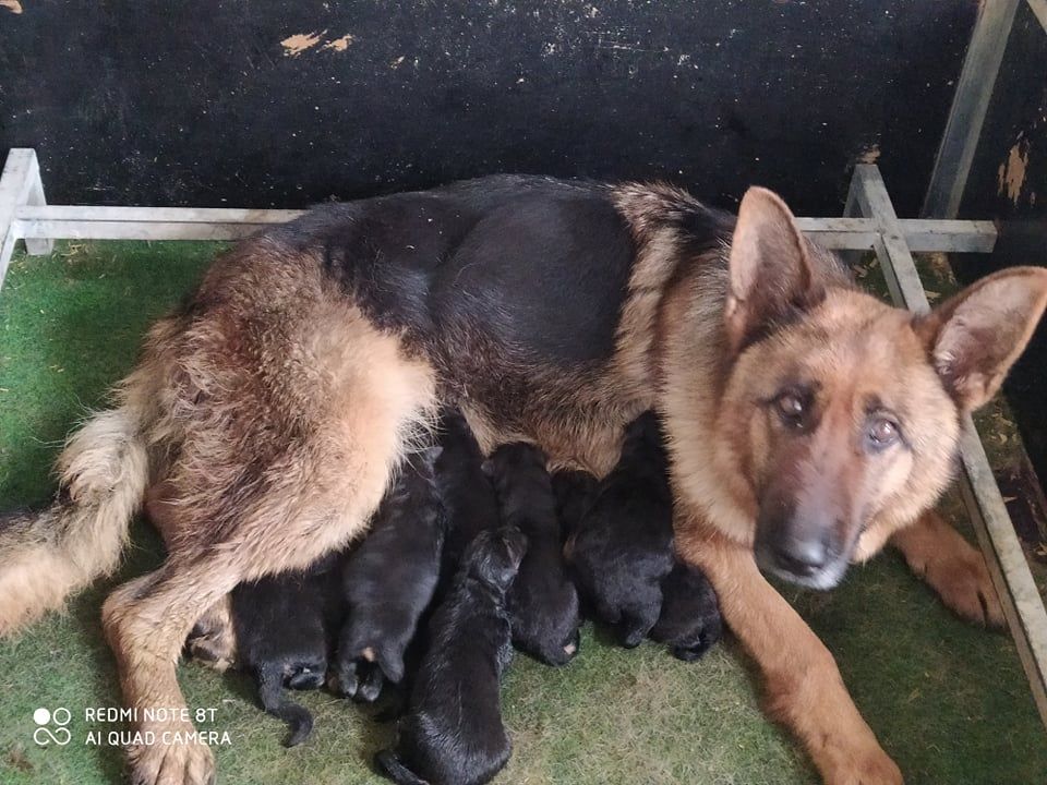 de la chante Oiseaux - CHIOTS B ALLEMAND DISPONIBLE