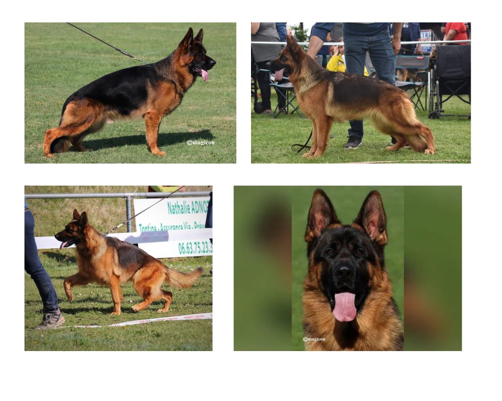 CHIOTS DISPONIBLE