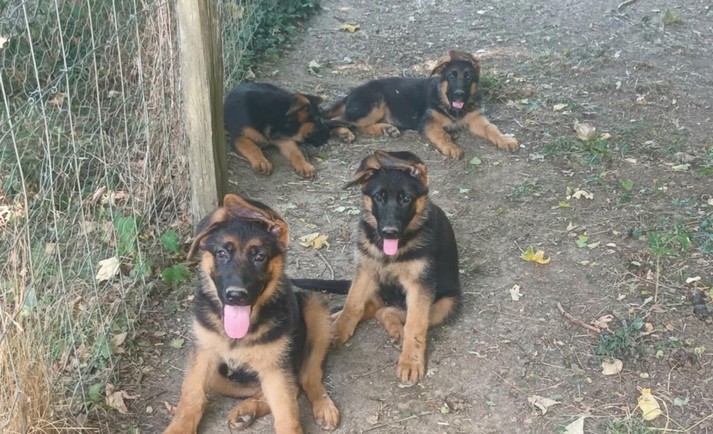 CHIOTS B ALLEMAND DISPO